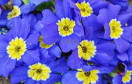 花,natur,花的