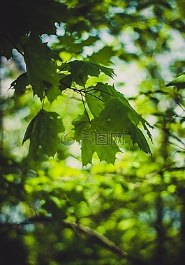 綠色,葉,樹
