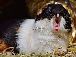 豚鼠,wildpark 地點(diǎn),打哈欠