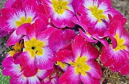 花,natur,花的