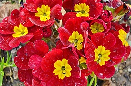花,natur,花的