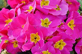 花,natur,花的