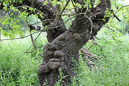 樹(shù),老,自然