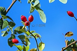 玫瑰果,水果,紅色