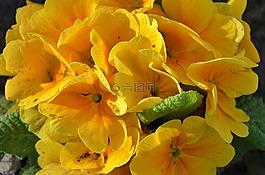 花,natur,花的
