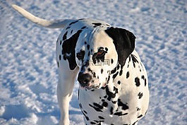 宠物,狗,dalmatian