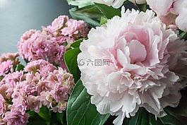 花,牡丹,开花