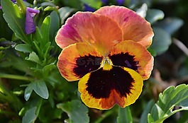 三色堇,花,natur