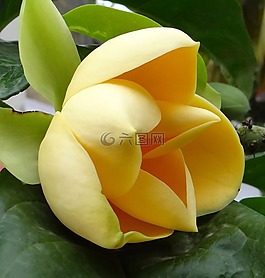 鸡蛋玉兰,玉兰liliifera,花