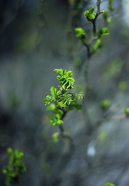 綠色,葉,植物