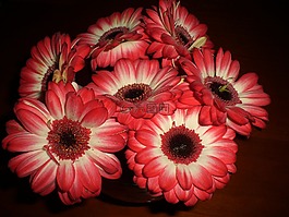 鮮花,紅色,關(guān)閉