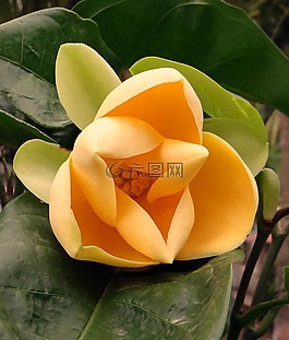 鸡蛋玉兰,玉兰liliifera,花