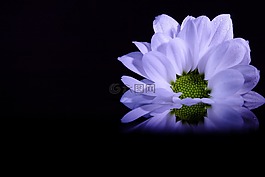 花,大麗花,花的