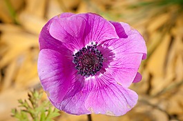 ?？?花,開花