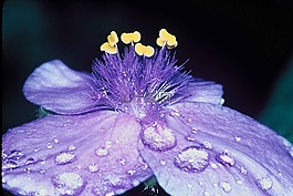 花,露水,花瓣