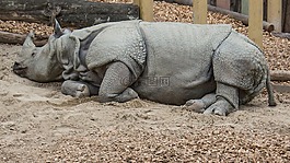犀牛,動(dòng)物,動(dòng)物園