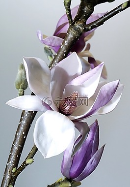 花,性質(zhì),廠
