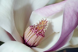 花,廠,性質(zhì)
