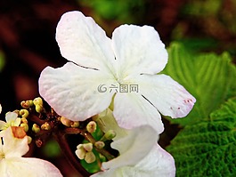 開花,花,性質(zhì)