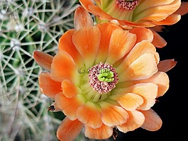 仙人掌花,關(guān)閉了,特寫