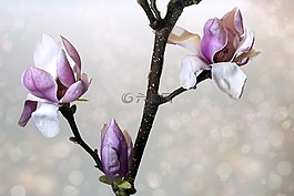 花,性質(zhì),廠