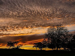 morgenrot,日出,樹木