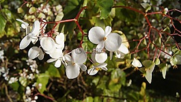 性質(zhì),花,植物