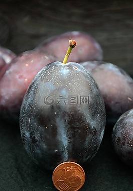 真正的梅花,梅,大小比较
