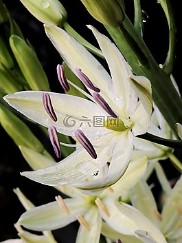 開花,花,性質(zhì)