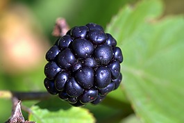 黑树莓,黑莓手机,黑莓