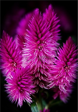 開花,鮮花,雞冠花委內(nèi)瑞拉