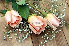 玫瑰,鮮花,花束
