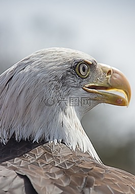 鷹,捕食鳥,鳥