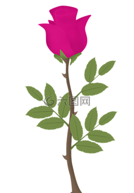 羅莎,花,玫瑰