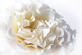玫瑰,宏,白