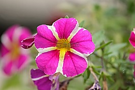 矮牽牛,矮牽牛花園,茄科