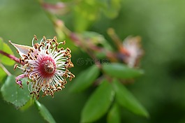 玫瑰,褪色,開(kāi)花