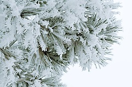 雪,圣誕節(jié),度假