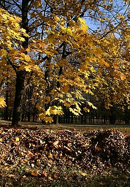 公園,森林,秋