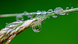 雨滴,滴,雨