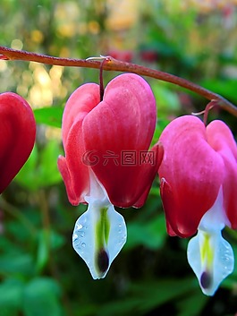 開(kāi)花,花,性質(zhì)