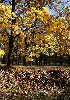 公園,森林,秋