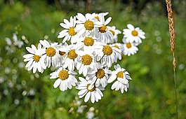 瑪格麗特,花,開花