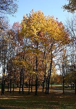 公園,森林,秋