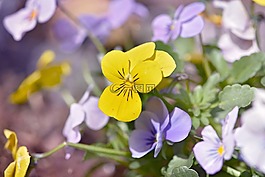 潘茜,花,廠