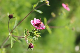 粉红色的花,绿色,背景
