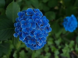 繡球,鮮花,雨季