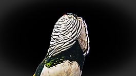 鳥,自然,羽毛