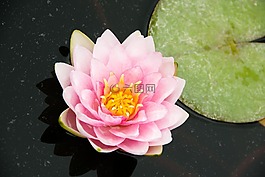 水,蓮花,水生植物