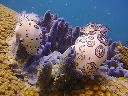 水下,辅助信息区,nudi
